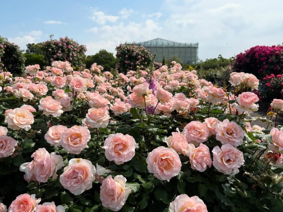 【5/16 花の見頃情報】バラが見頃に！渋川つつじも開花スタート | 浜名湖花フェスタ2025〜浜名湖春の花のリレー