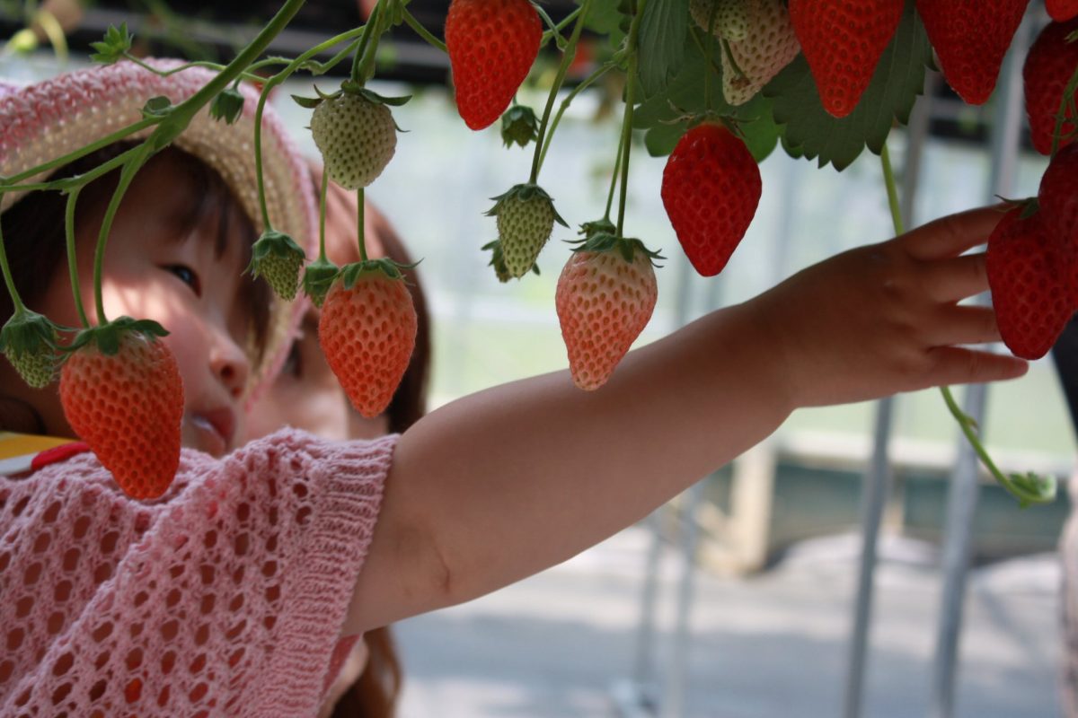 はままつフルーツパーク時之栖で いちご狩り体験 浜松 浜名湖ちょい旅ガイド