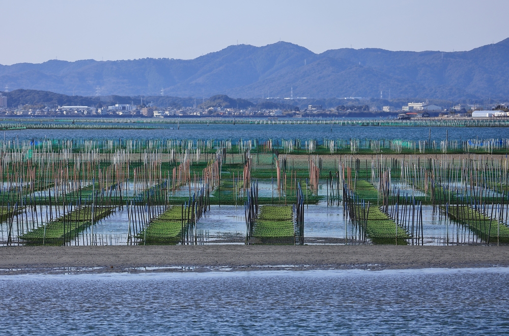 浜名湖の「新土産」浜名湖のりパスタ登場！ | 今月のイチオシ｜公式