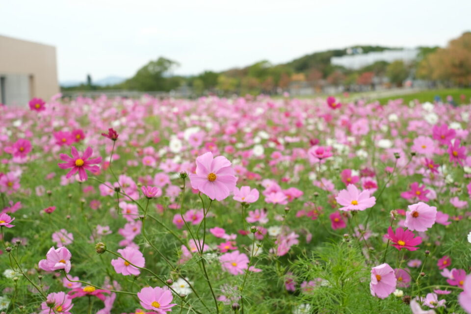 【浜名湖ガーデンパーク】花博も開催された”花と緑と水辺の楽園”｜浜松市中央区村櫛 | 編集部ピックアップ｜公式/浜松・浜名湖観光情報サイト ...