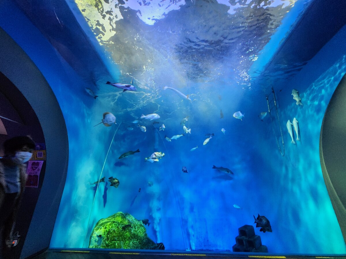 観る アーカイブ | 編集部ピックアップ｜公式/浜松・浜名湖観光情報