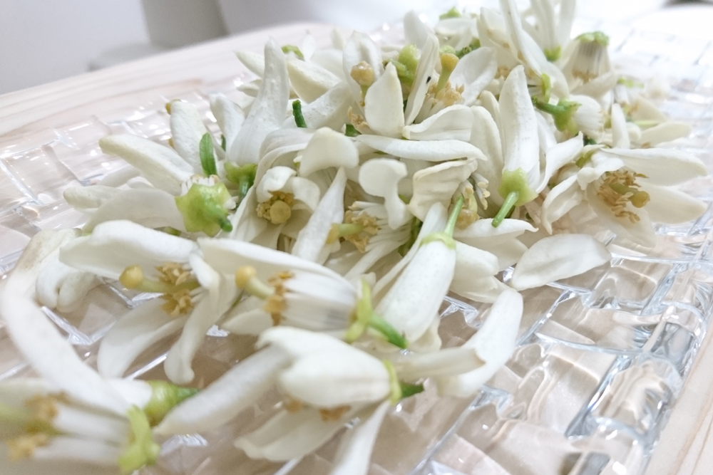 まるでアロマテラピー?! 三ヶ日みかんの花はネロリの香り | 編集部