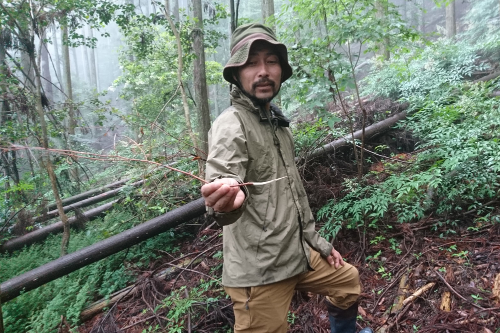 浜松天竜の森で育まれた自然の一滴。木から生まれた「クロモジ茶