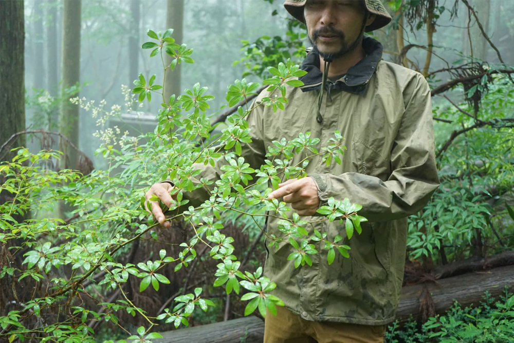 浜松天竜の森で育まれた自然の一滴。木から生まれた「クロモジ茶