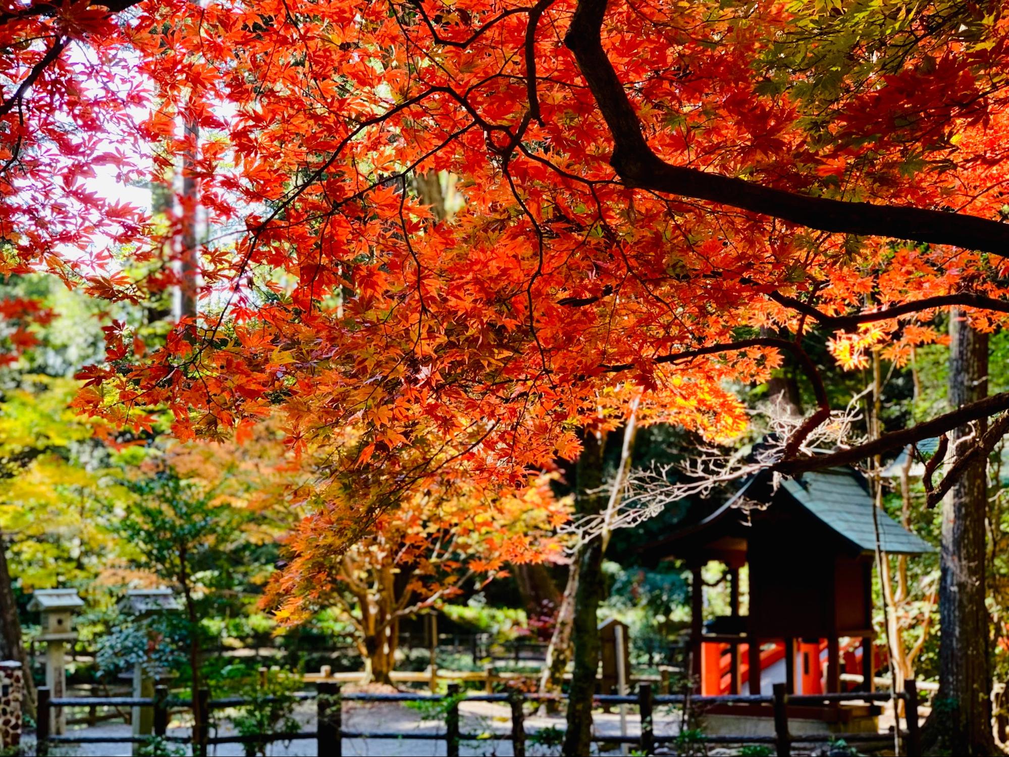 浜松近郊おすすめ紅葉スポット9選！見頃や混雑状況は？ | 編集部