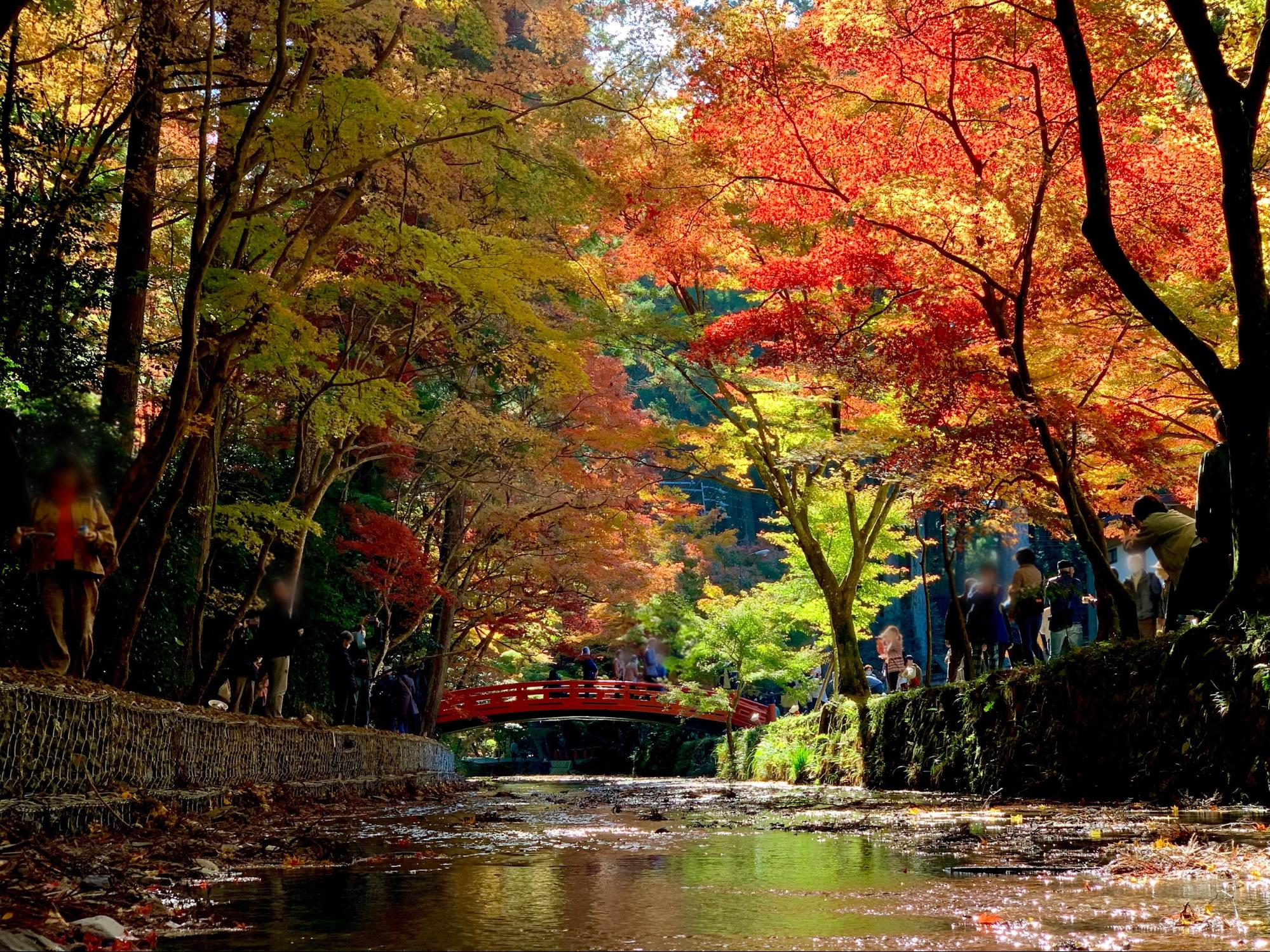 浜松近郊おすすめ紅葉スポット9選！見頃や混雑状況は？ | 編集部
