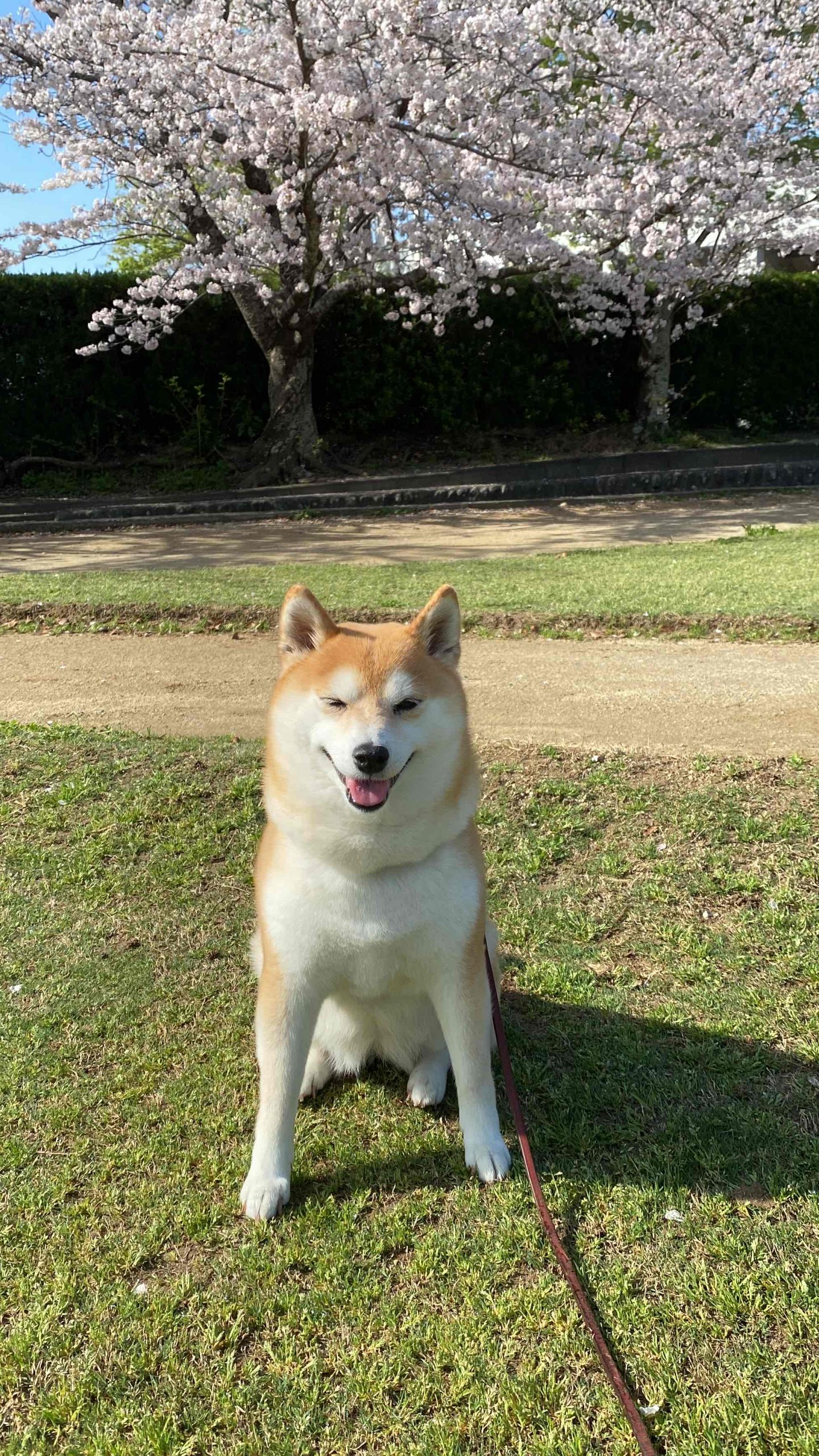 動物がただそこにいるだけで空気が和やかになったり優しくなったり 
