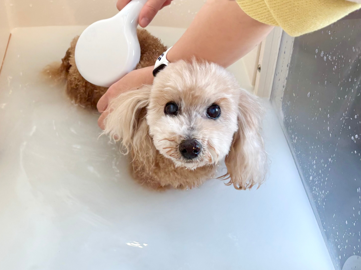 愛犬と一緒にマイクロバブル入浴体験！K・DogSpaサーラプラザ佐鳴台店